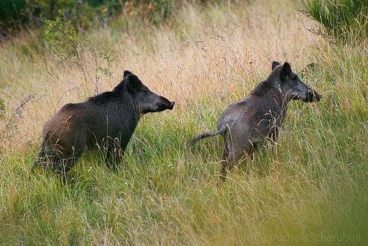 IL CINGHIALE